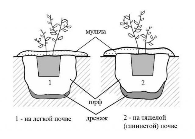 Схема посадки голубики блюкроп